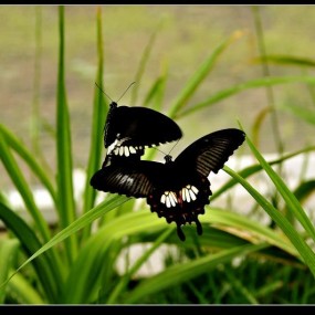 梁山伯与祝英台