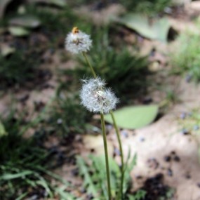 广角镜头的 小花草（20-35L）