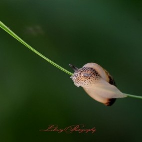 雨后的----蜗牛