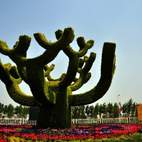 世园会参赛作品