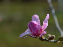 日本玉兰梅里尔