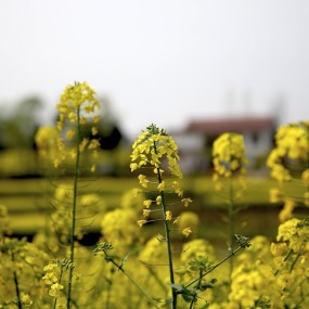 c3作业－－风景篇