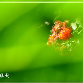 别样拍花一一朦胧之美