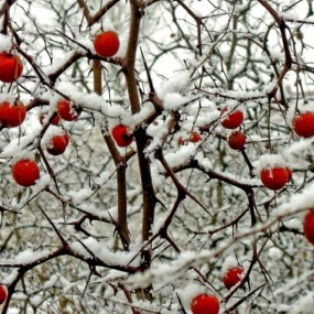 “大寒”之日瑞雪雪打“灯”【酸枣】[元月20日】