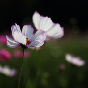 格桑花（粉色）