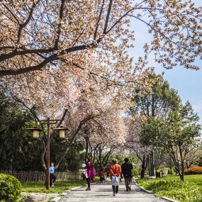 大慈恩寺遗址公园的小樱花