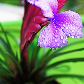 小花小草小水珠