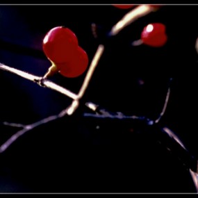 喜欢的   以前拍的