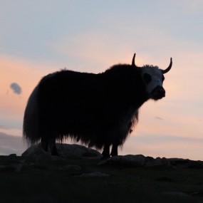 高原之宝（牦牛）离星星最近的地方！！