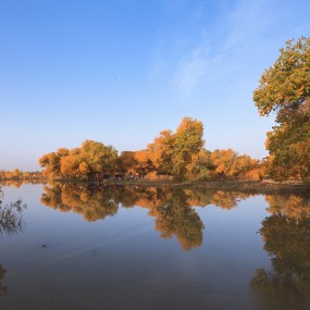 额济纳旗1---胡杨林