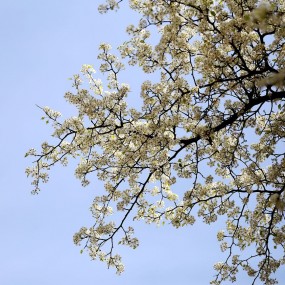 杜梨树花开