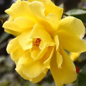 路边大朵的花开了