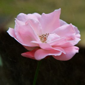 花儿为什么这样美