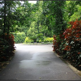 广州华南植物园掠影