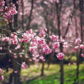2013 武陵 櫻