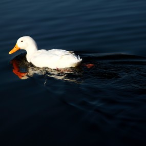 冰湖中游弋的鸭