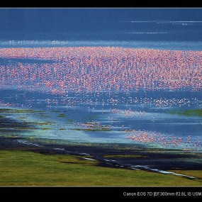 （巨型贴）动物大迁徙之肯尼亚摄影之旅
