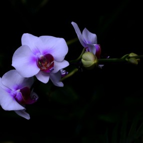 高贵雍容----蝴蝶兰