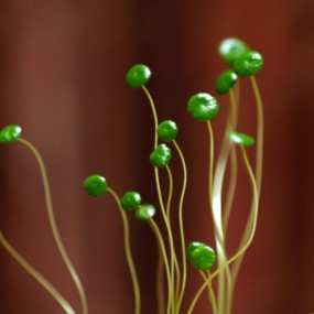 街拍心态拍静物