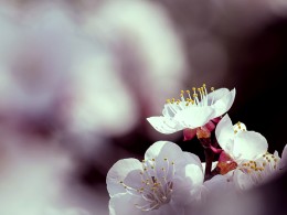 春到杏花谷