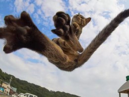 会忍术的喵星人