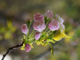 初开（外四张）