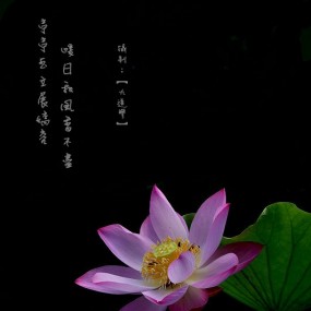 亭亭玉立展娇容