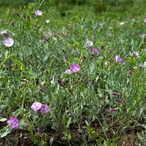 一组去年秋天的玉米英子照片、生活中美无处不在