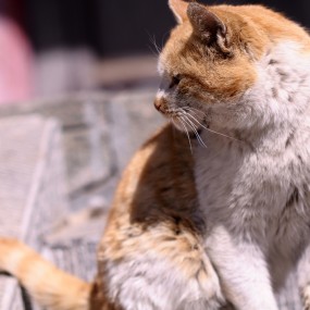 去了趟五台山，遇到了一只猫还有一只鸟