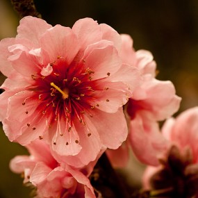 春桃催春（二）