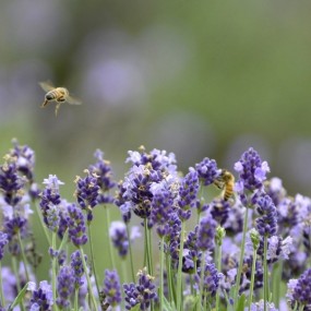 蜜蜂和薰衣草