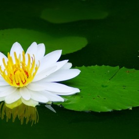 微拍片子 加了国产XPRO近摄镜