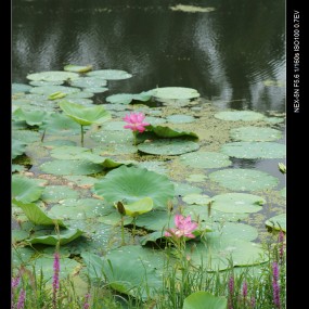 疑似仙女下凡尘