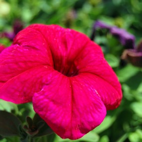 春暖花开，百花齐放，