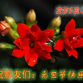 发一组【长寿花】祝影友们元旦快乐健康长寿