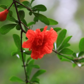 石榴花开红似火