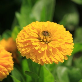 立冬  夏花温馨你