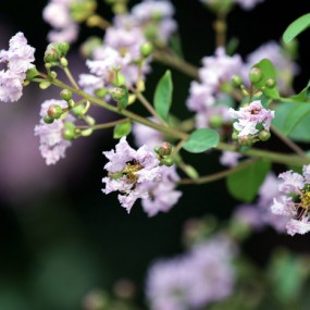 漂亮的花与花骨朵