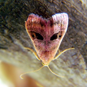 一组人像昆虫欣赏