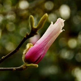 2013年西安玉兰花（植物园）3