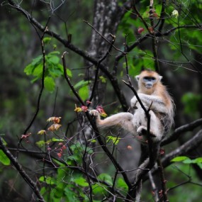 宁陕金丝猴