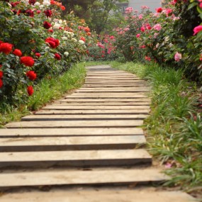 年年岁岁花相似，岁岁年年人不同