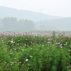 蓝田汤峪格桑花 FOR LOVERS(2)