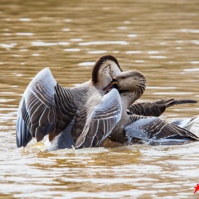 决斗—天鹅争夺配偶权纪实