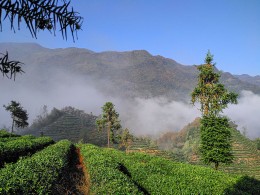 云雾茶山行摄人