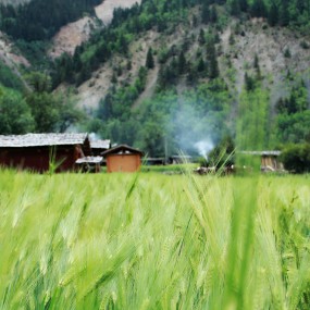 西藏之旅 (中) 动植物篇