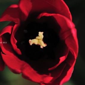 利美摄影 郁金香