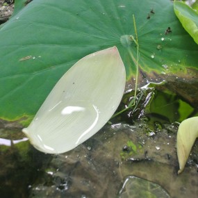 花瓣飘零只为谁