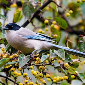 西安植物园中的灰喜鹊