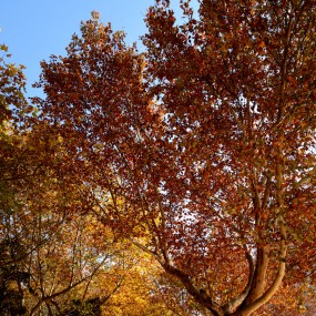 Best Season in Xidian University